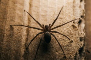 Silhueta de Aranha Marrom em textura de papelão para identificação e alerta de segurança.